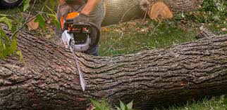 Best Tree Maintenance Programs  in Langston, OK