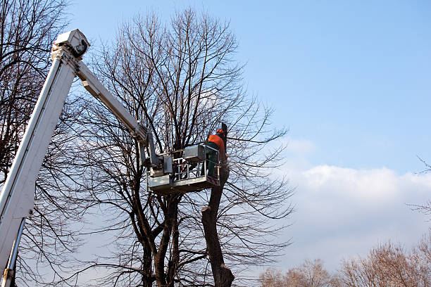 Best Tree Preservation Services  in Langston, OK