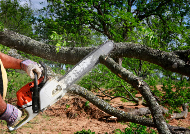 Best Emergency Tree Removal  in Langston, OK